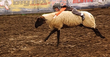 20251118-ridingasheep.jpg