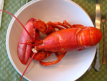 20260105-lobstercc0.jpg