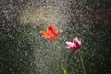 aprilshowerscc0.x.jpg