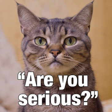 areyouseriousai.x.jpg