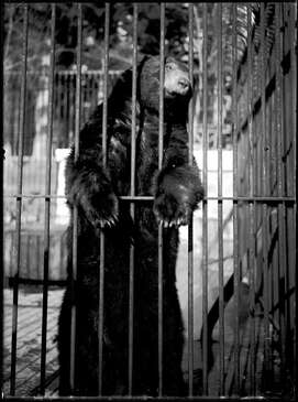 bearincagecc0.x.jpg bearincagecc0.x.jpg