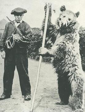 beartrainercc0.x.jpg beartrainercc0.x.jpg