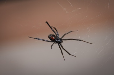 blackwidowspidercc0.x.jpg