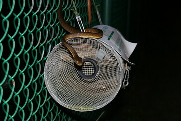 brownsnaketrapcc2.x.jpg
