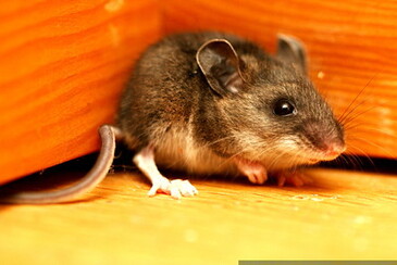 corneredmousecc2.x.jpg