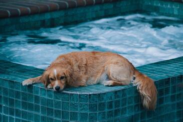dogcoolingcc0.x.jpg