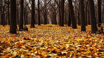 fallleavescc9.x.jpg