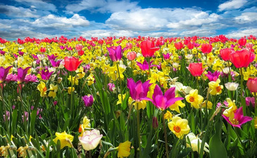 flowerspringcc0.x.jpg flowerspringcc0.x.jpg