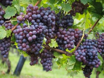 fruitofthevinecc0.x.jpg fruitofthevinecc0.x.jpg