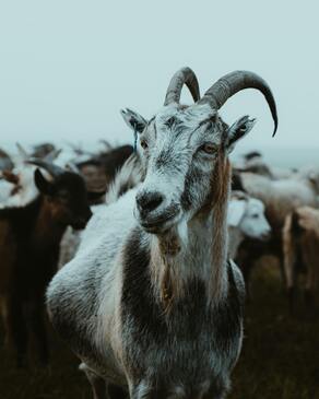goatcc0.x.jpg goatcc0.x.jpg