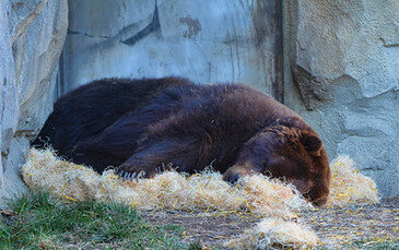 hibernatingbearcc2.x.jpg