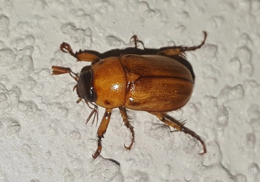junebugcc0.x.jpg