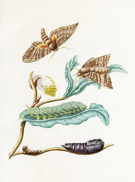 metamorphosiscc0.x.jpg metamorphosiscc0.x.jpg