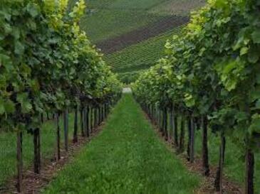 noblevine1cc0.x.jpg noblevine1cc0.x.jpg
