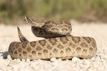 rattlercc0.x.jpg