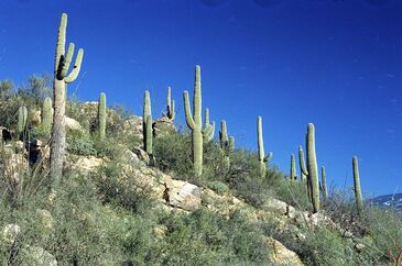 saguarocc0.x.jpg