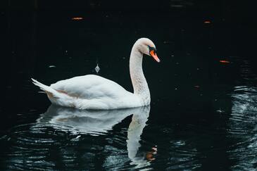 swancc0.x.jpg swancc0.x.jpg