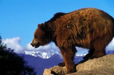 wildbearcc0.x.jpg